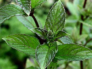 ld_mentha_1