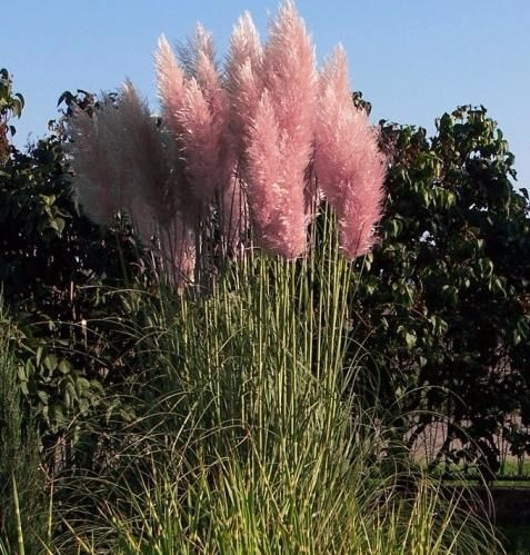 pampasnaya trava rosea