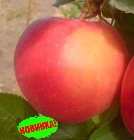 f71f00dac5ccff0f9e8b28b58f5111b1