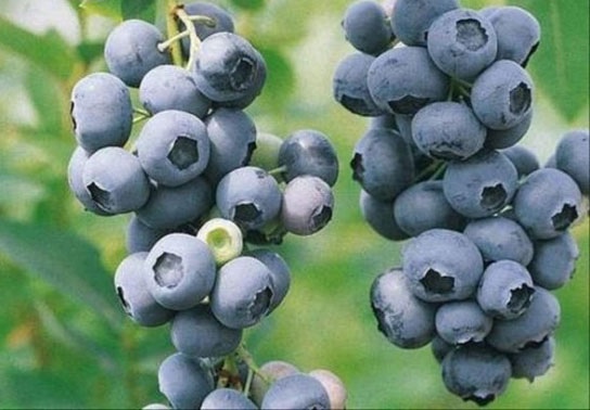 image011