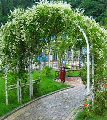 Горец бальджуанский (Фаллопия)