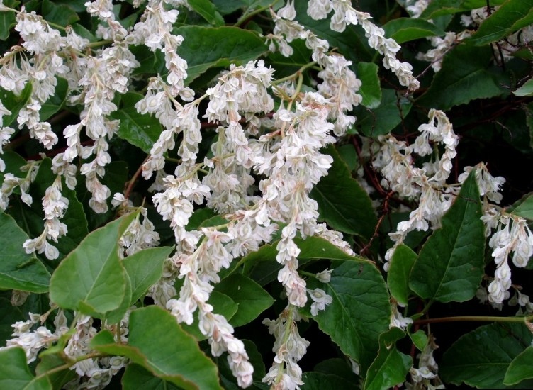 Polygonumbaldschuanicum