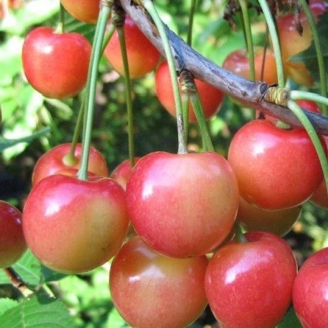 priusadebnaya