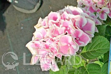 Гортензия крупнолистная   (2)