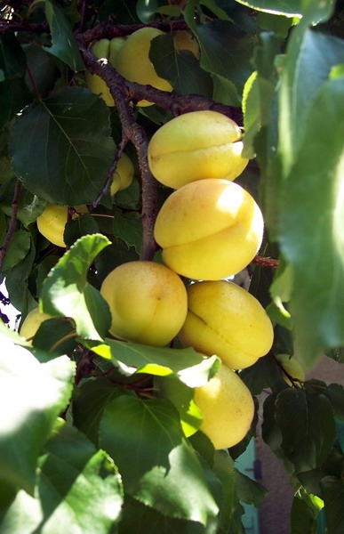 Abricos Ananasnii.