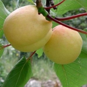 Абрикос Ананасный