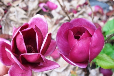 genie-left-seedling-right-copy