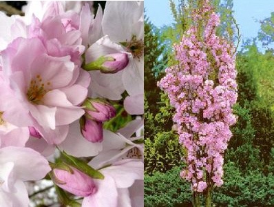 sakura