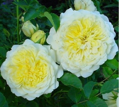 rosa_pilgrim-500x500