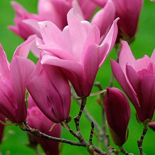 magnoliya-sulanja-galaksi